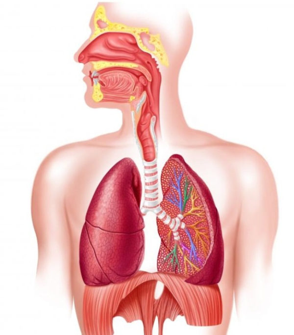 hệ hô hấp cơ thể người